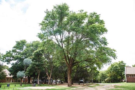 Badplaas, A Forever Resort: Camping Site With Electricity