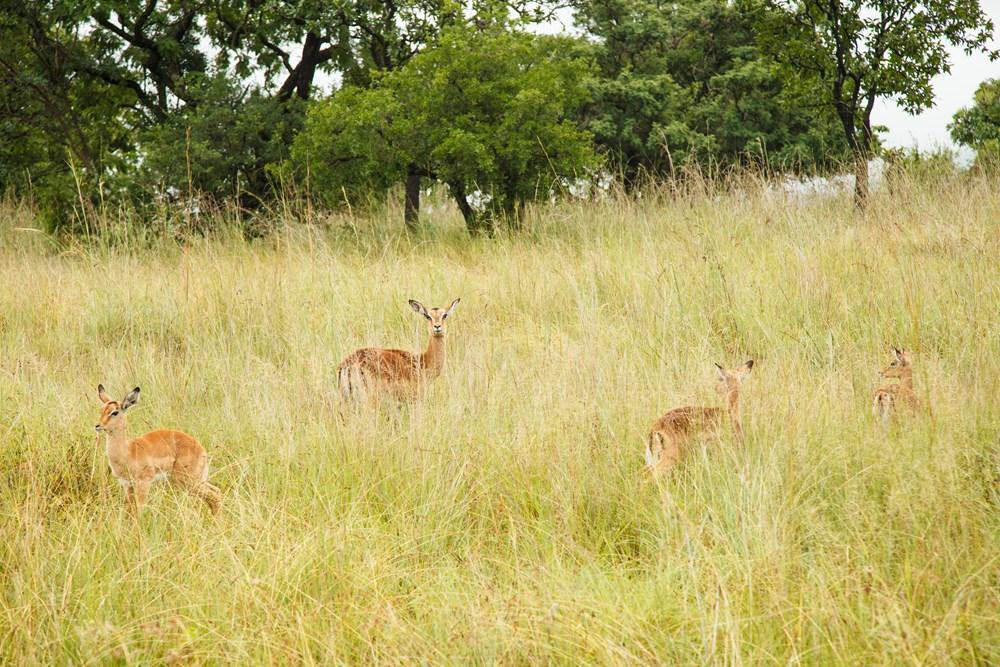 Accommodation at Badplaas, A Forever Resort