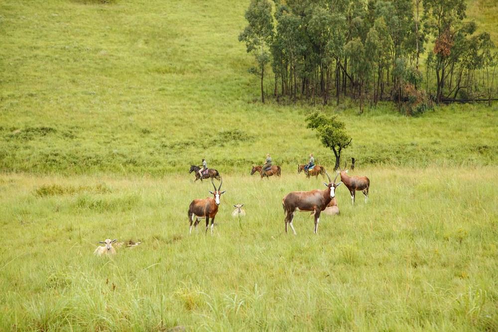 Accommodation at Badplaas, A Forever Resort